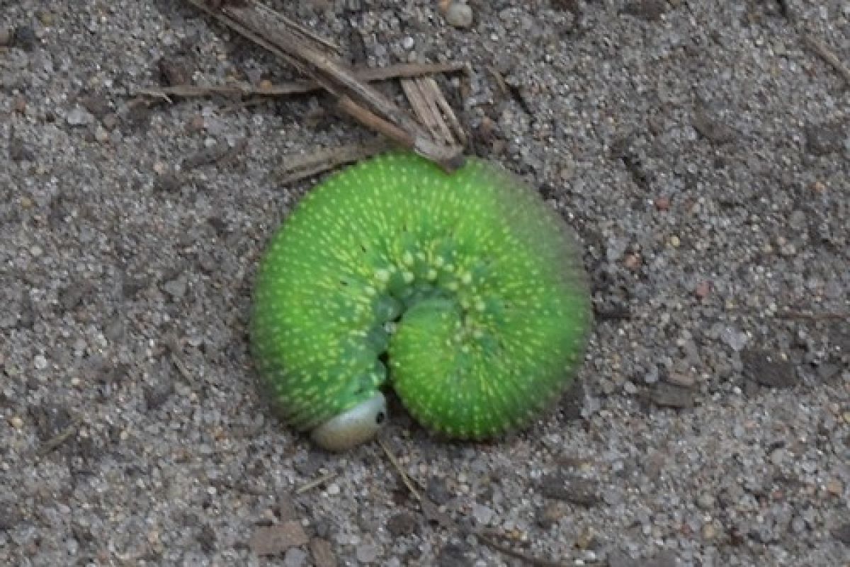 Trichiosoma