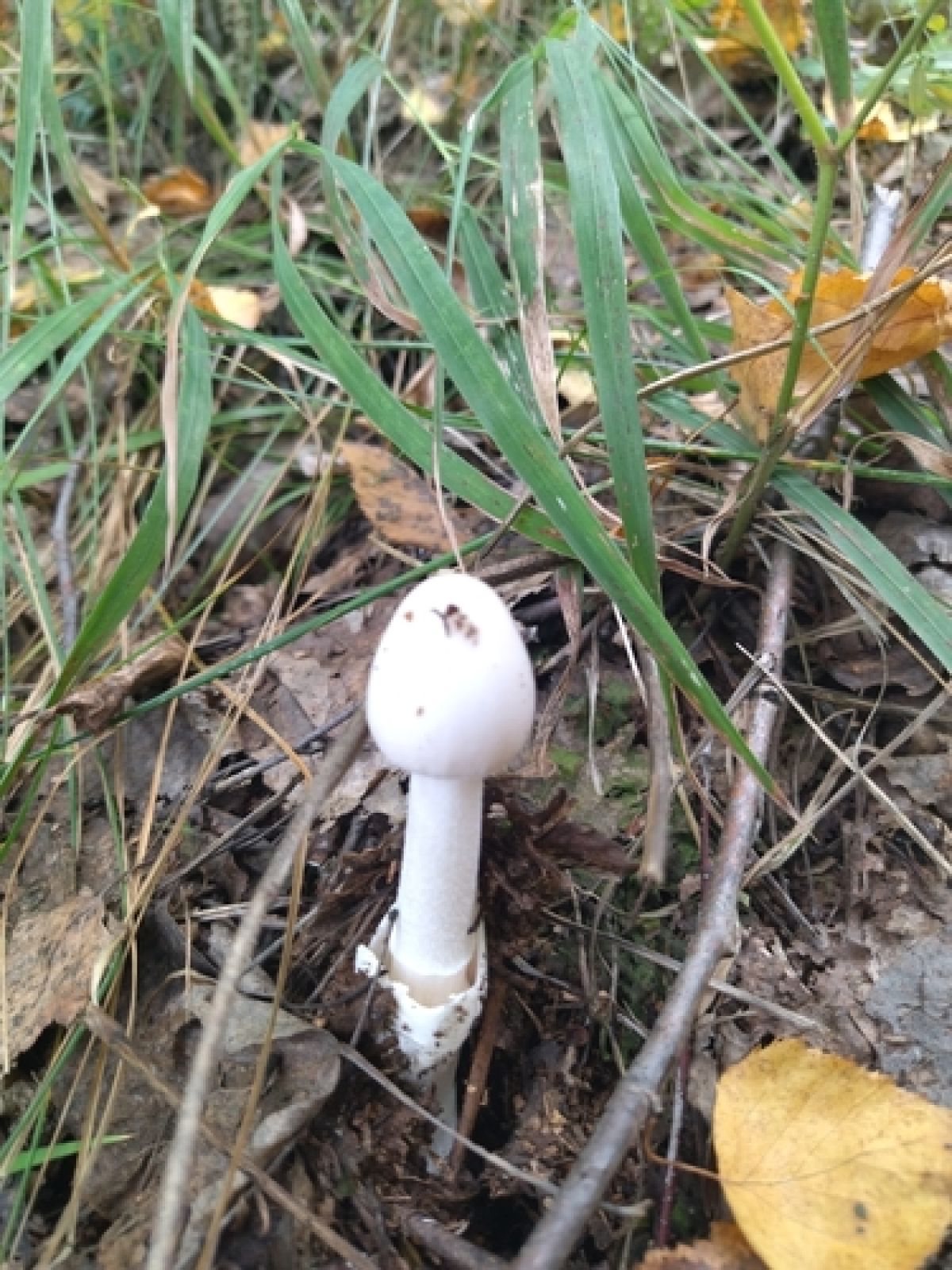 Amanita coryli