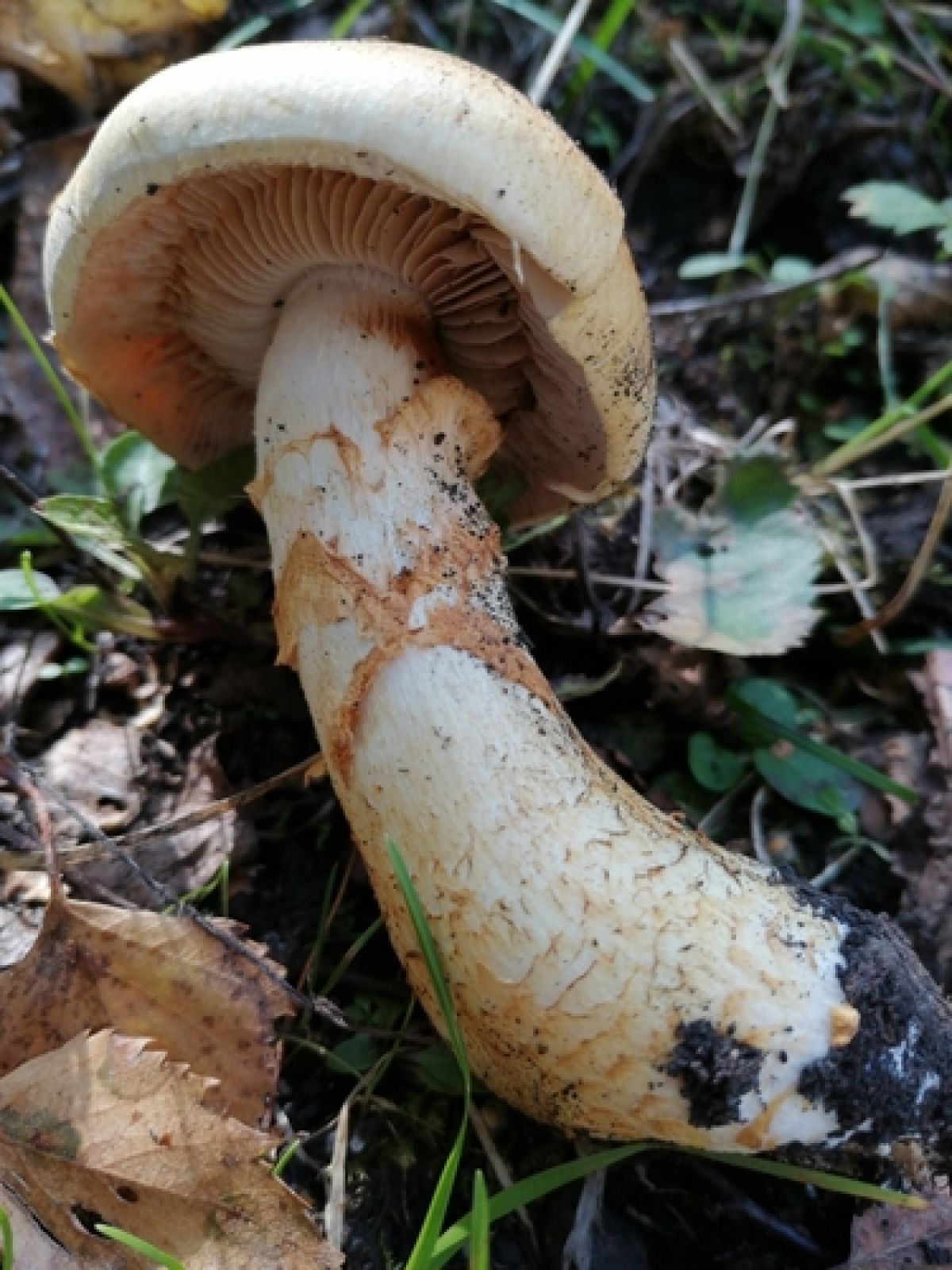Паутинниковые