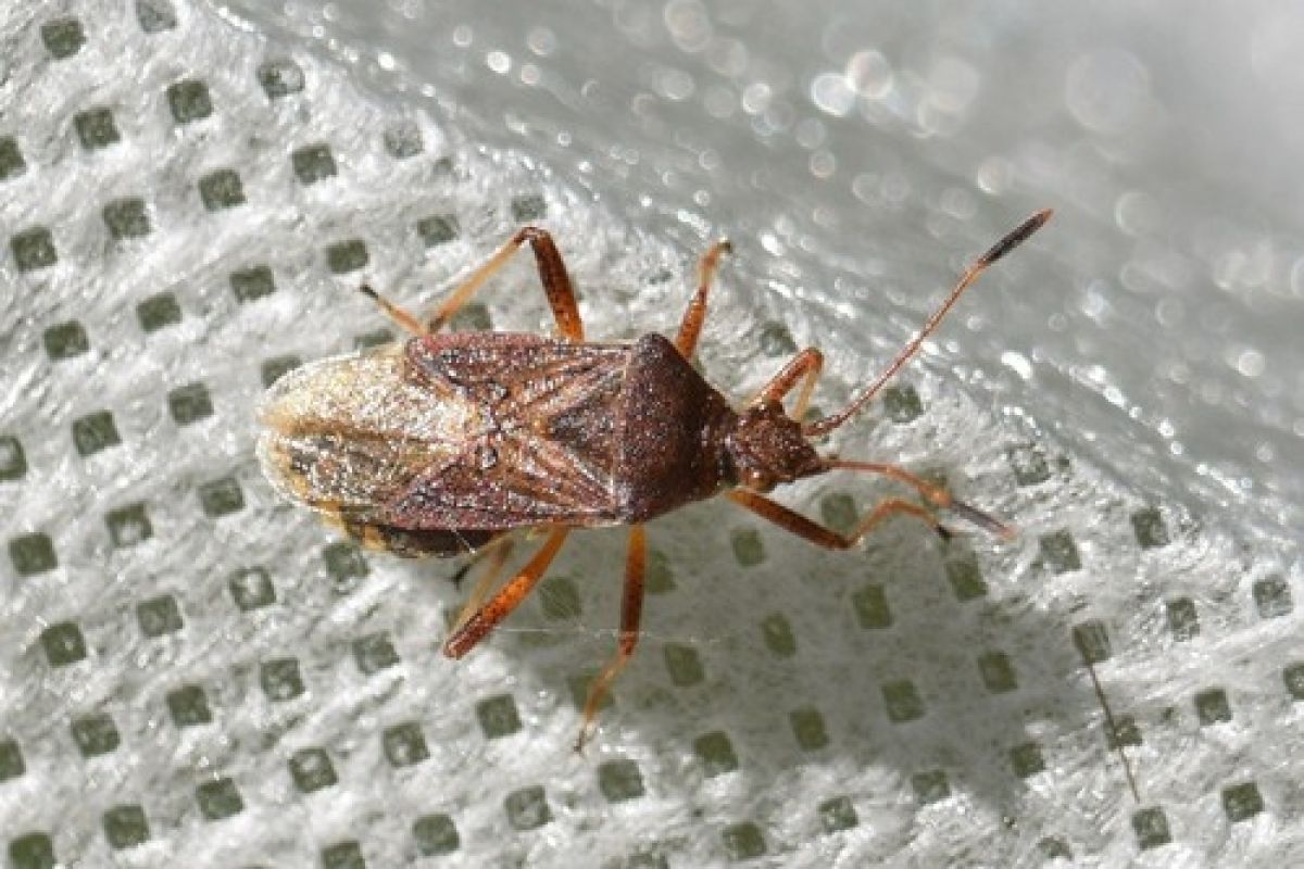 Aeschyntelus
