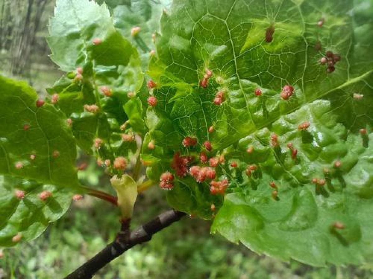 Липовый галловый клещ