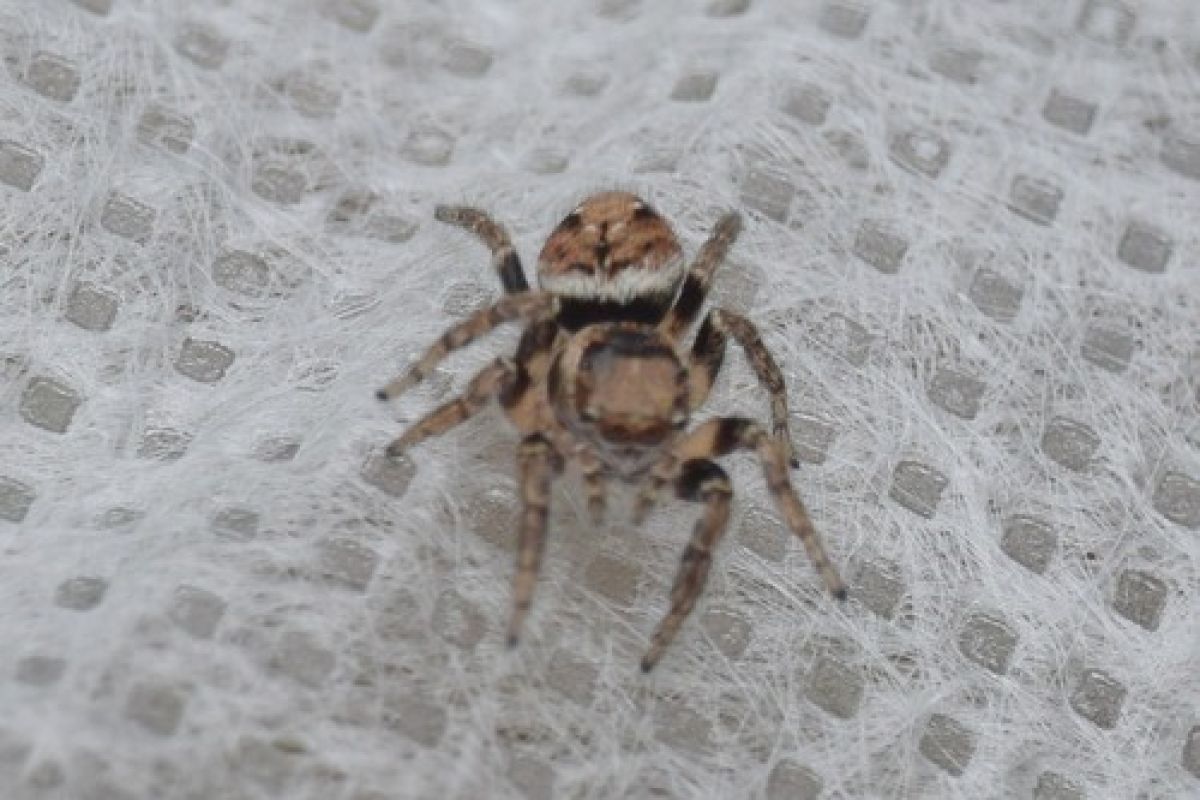 Эварха