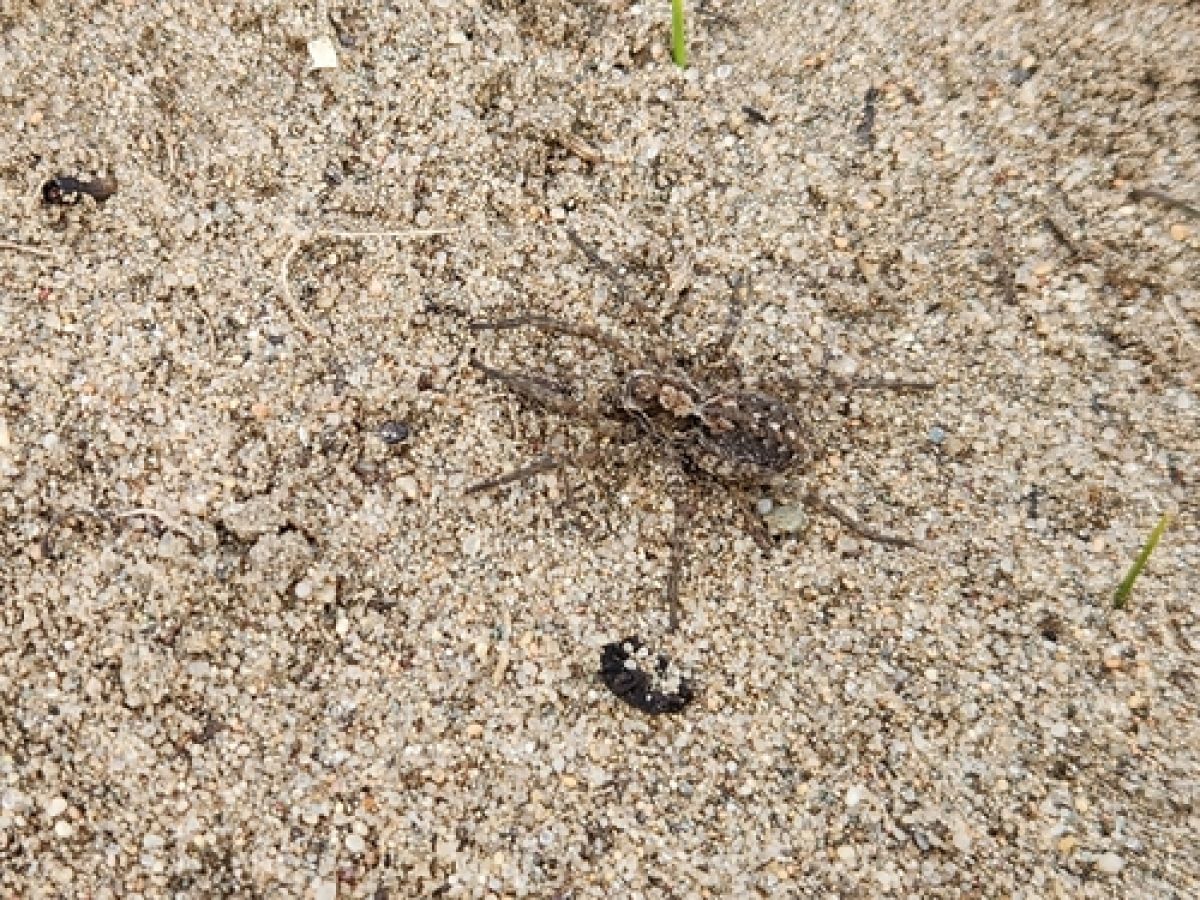 Lycosinae