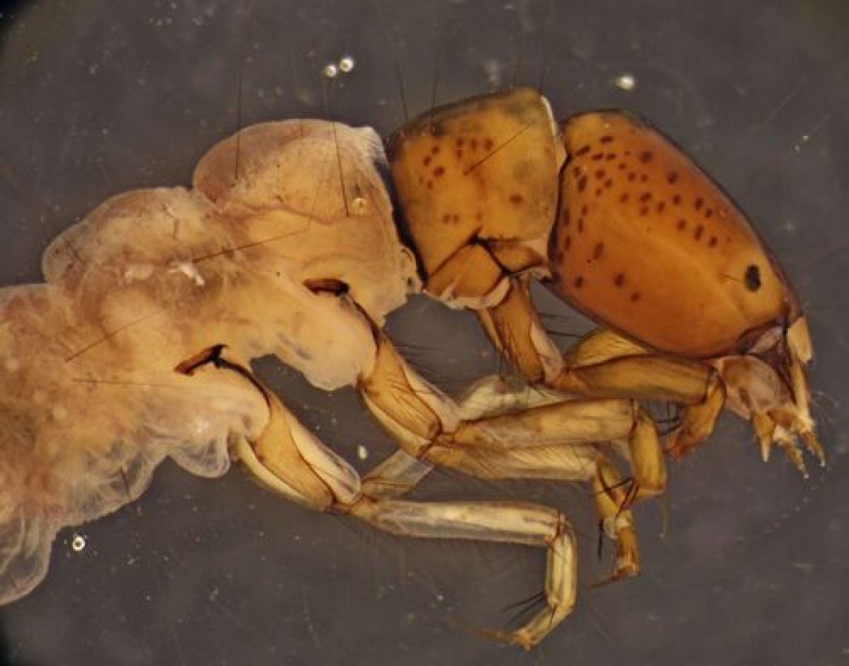 Polycentropus