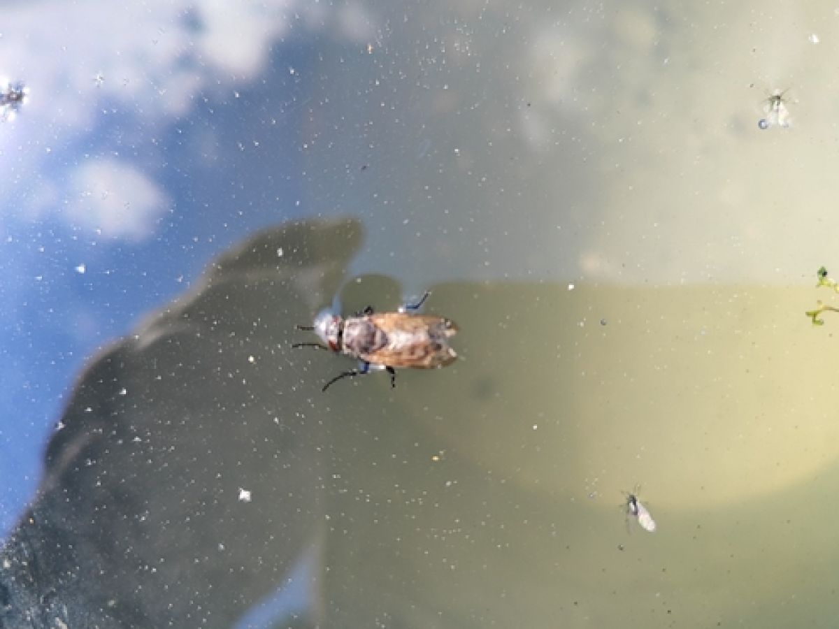 Pollenia vagabunda