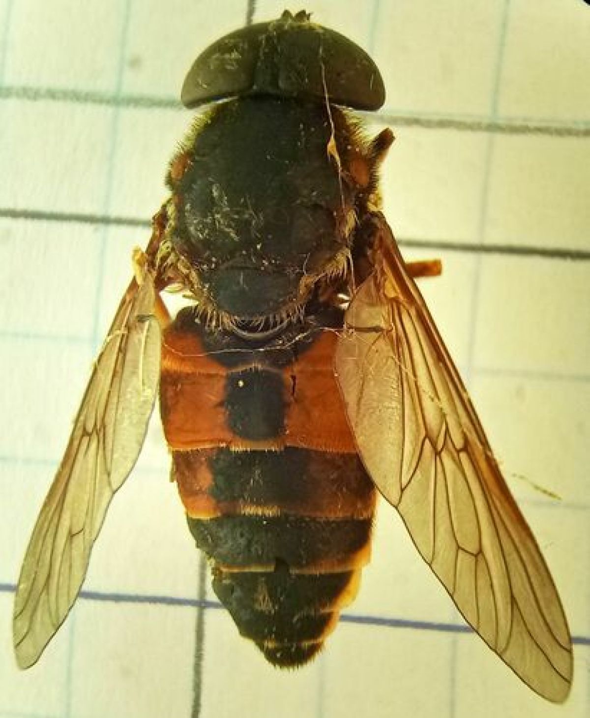 Hybomitra