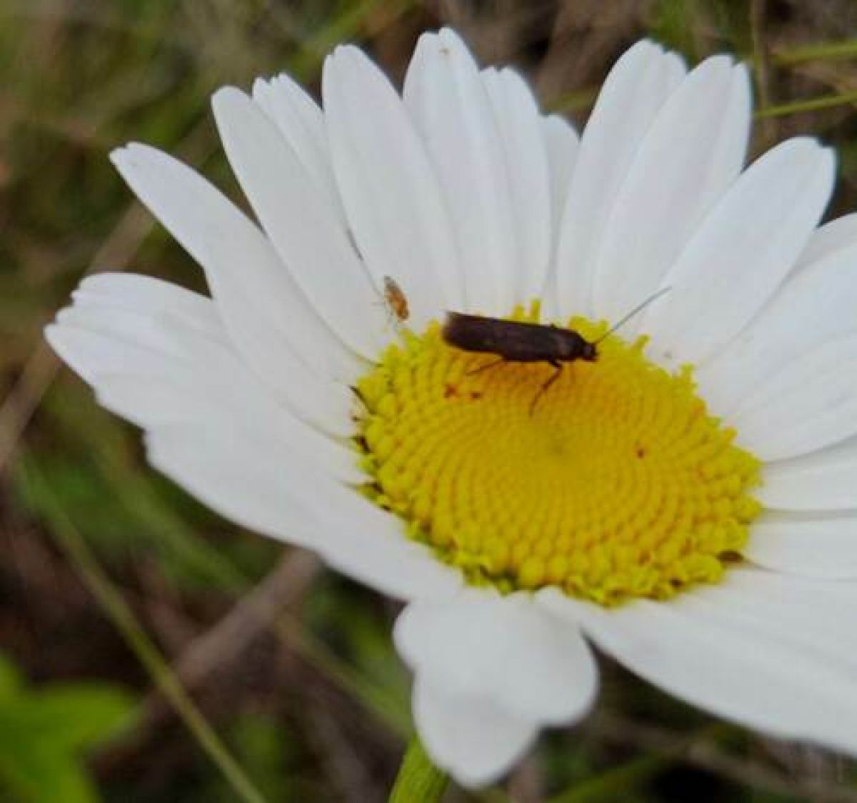 Scythris