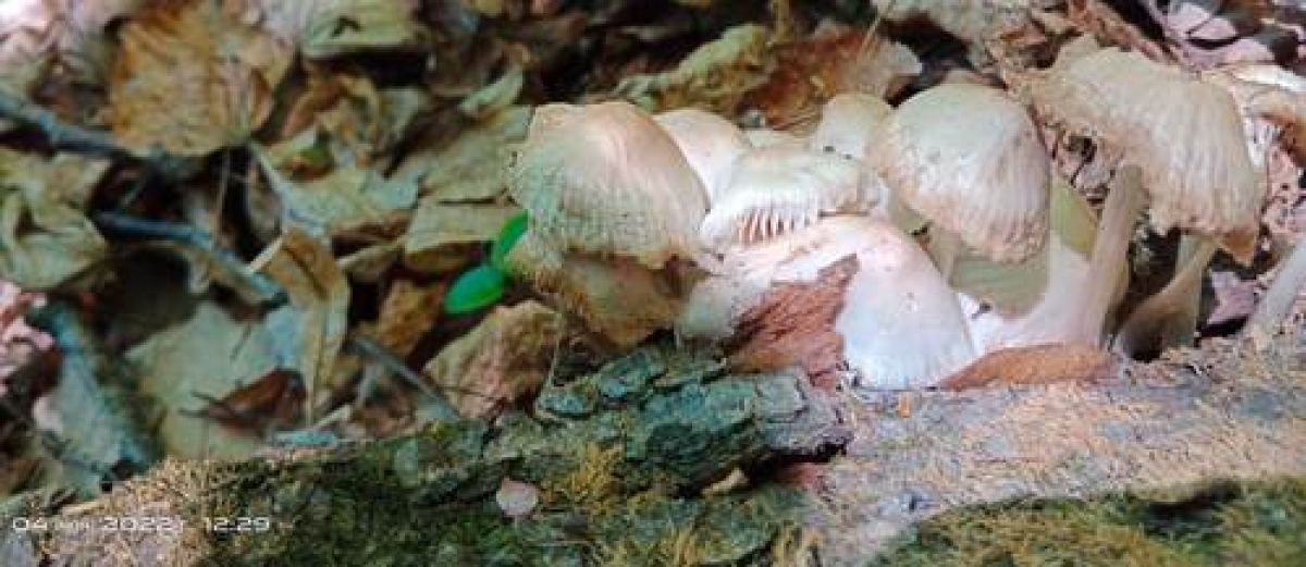 Coprinellus