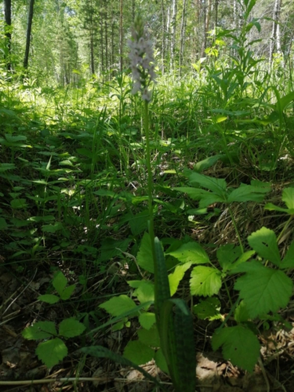 Пальчатокоренник
