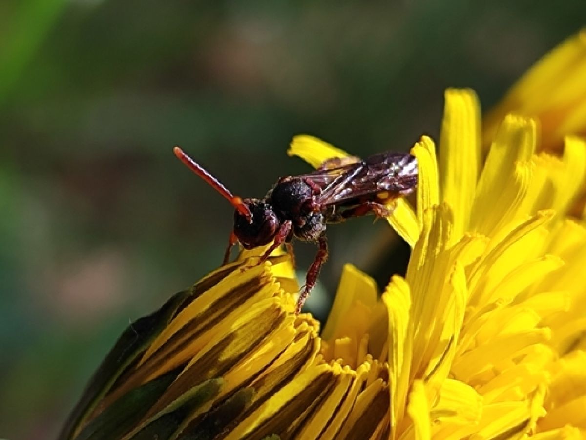 Fabricius' Nomad Bee