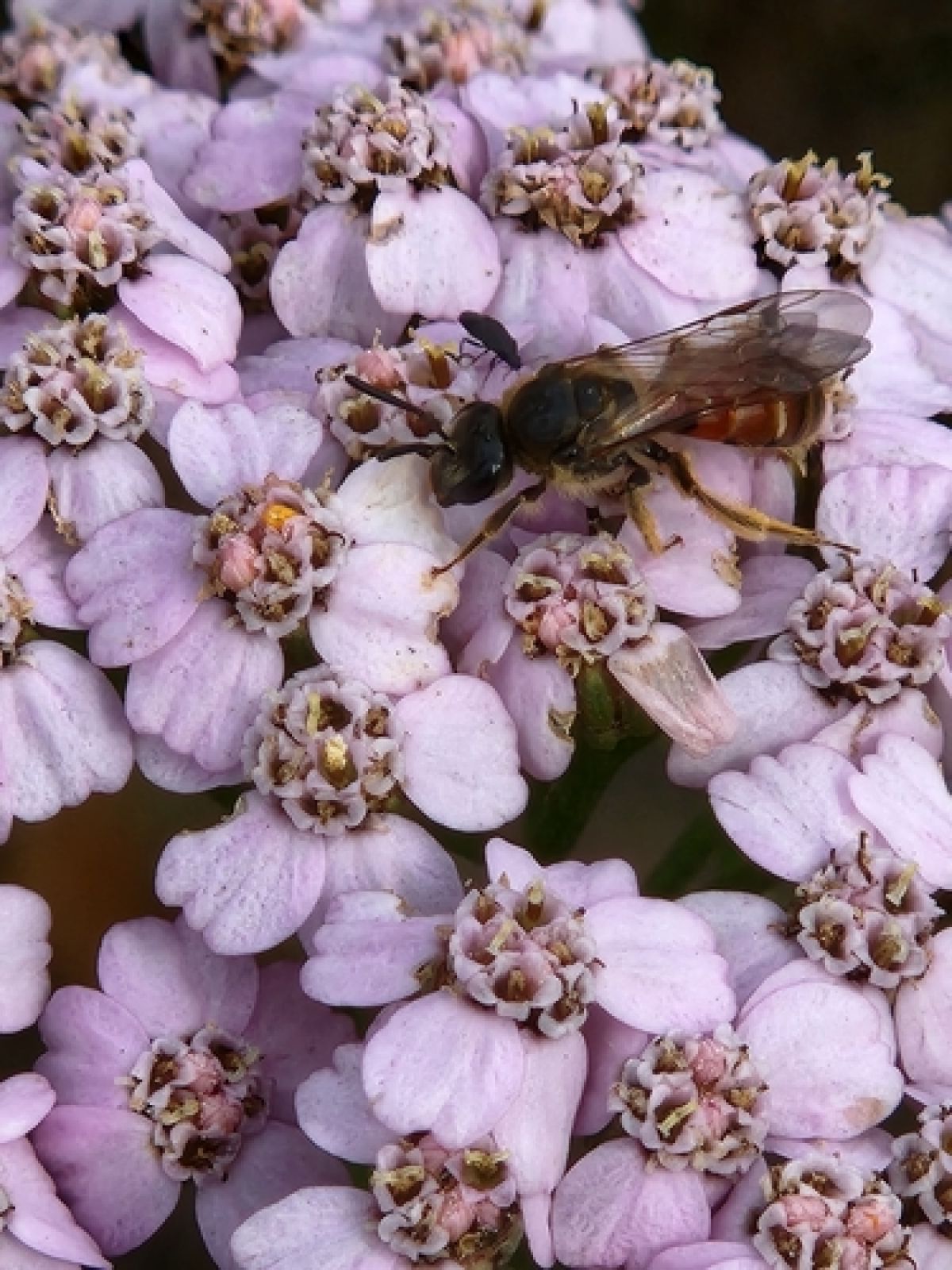 Sphecodogastra