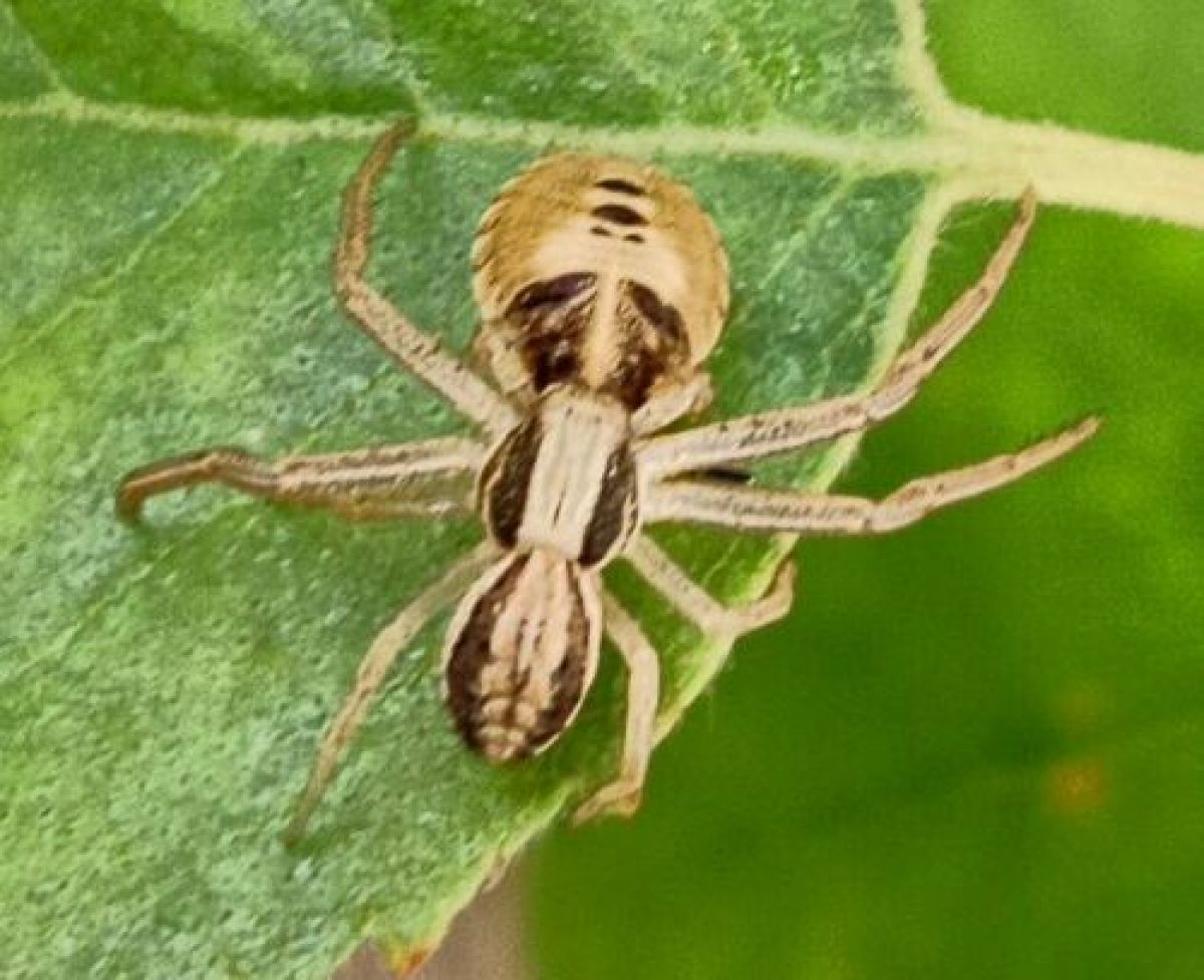 Spiracme striatipes