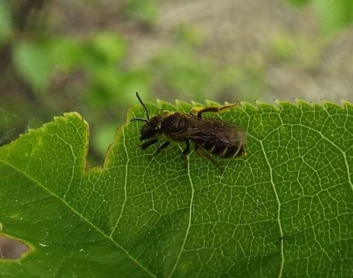 Halictus tumulorum