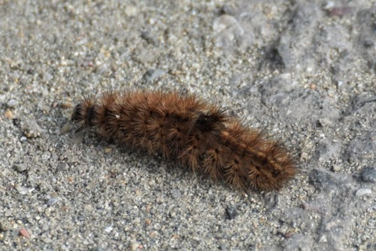 Phragmatobia