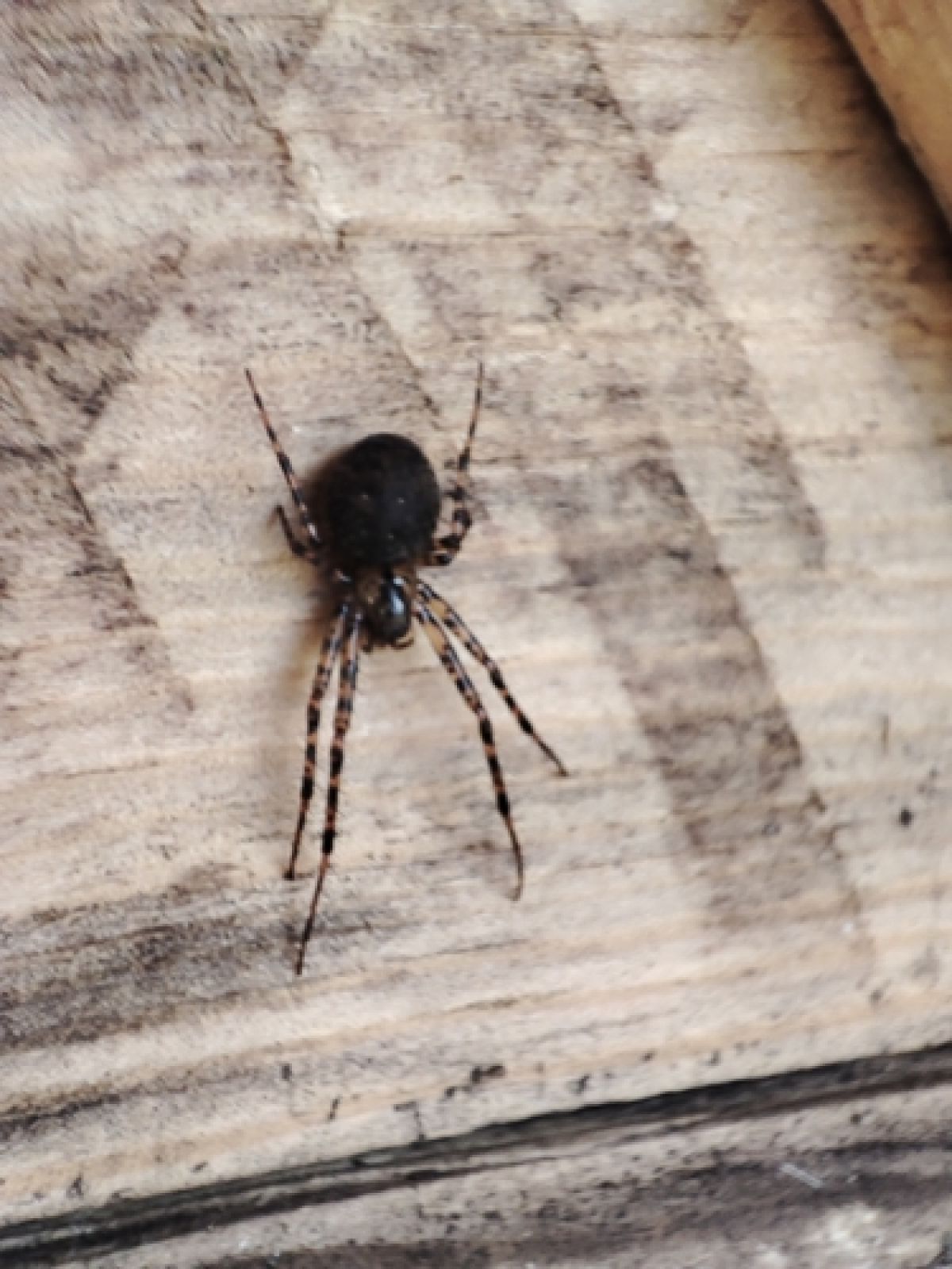 Shaded Orbweaver