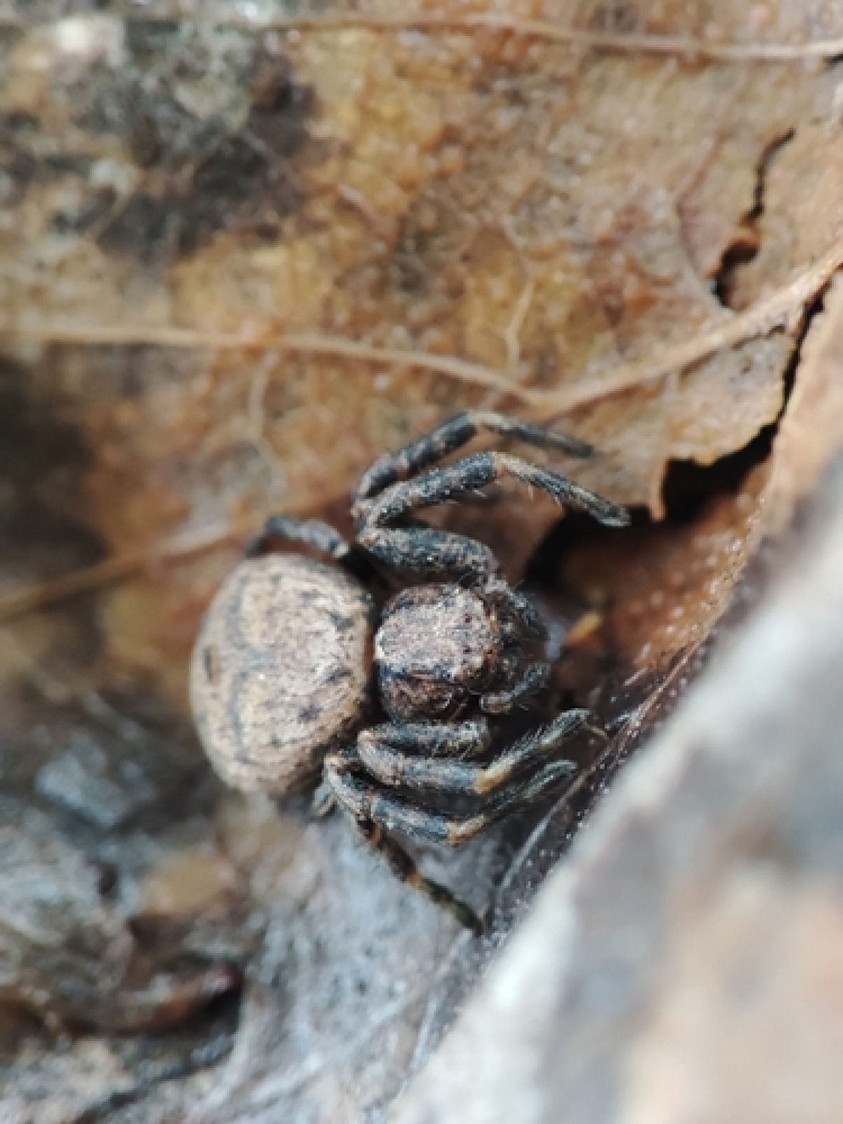 Coriarachnini