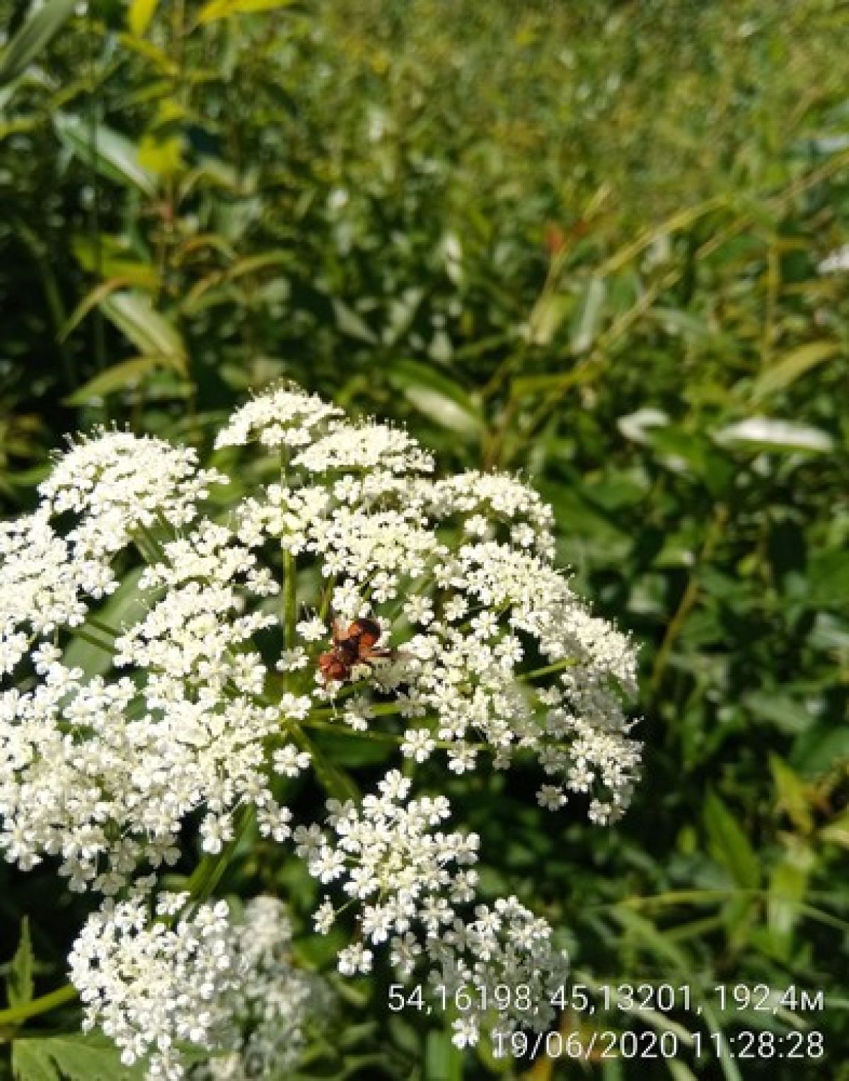 Ectophasia