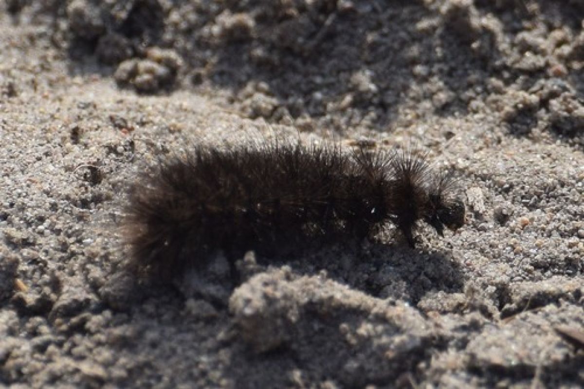 Spilosomina