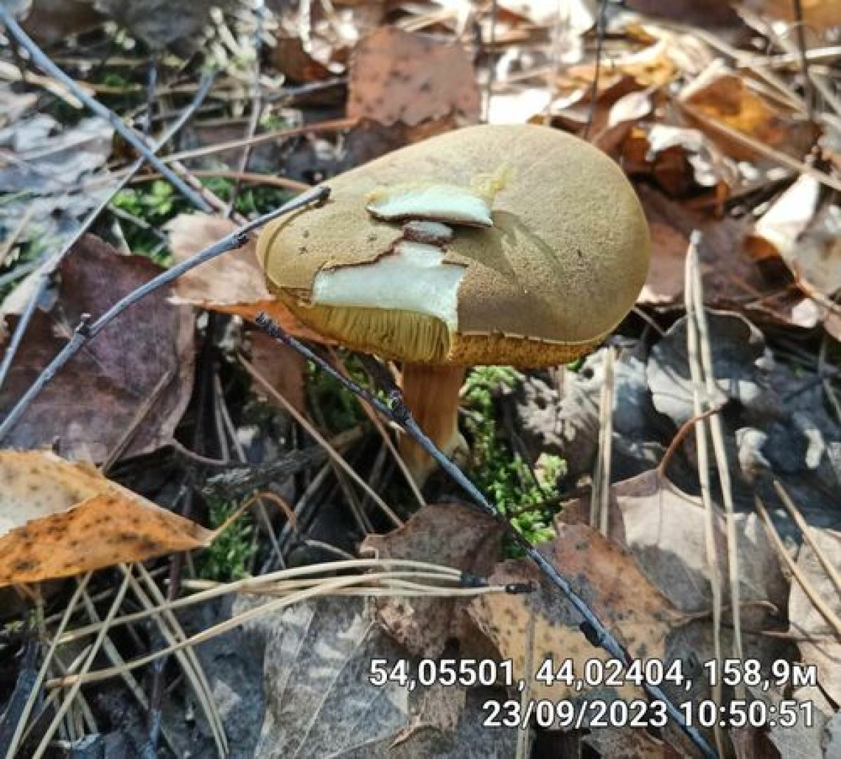 Моховик зелёный