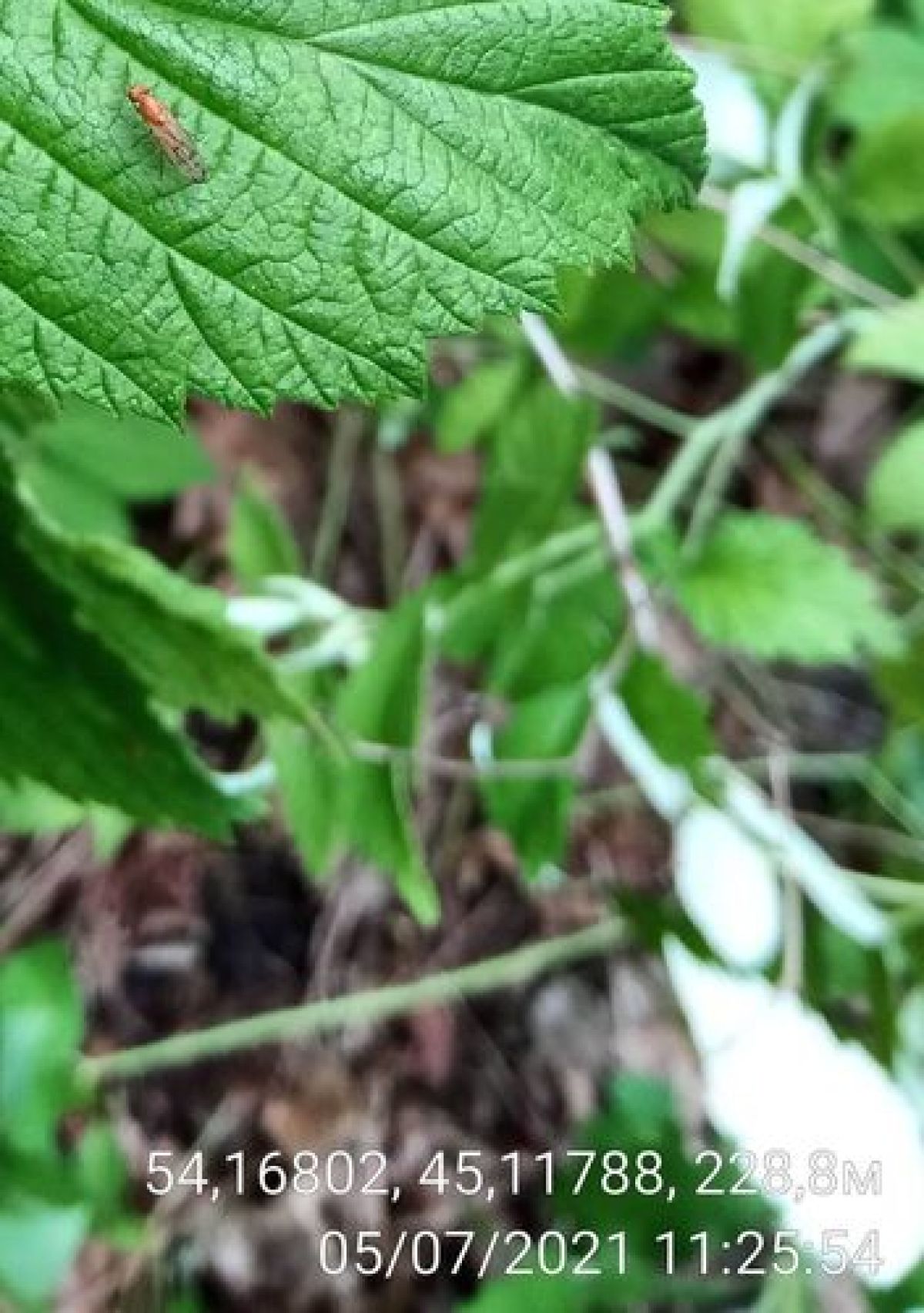 Acalyptrate Flies