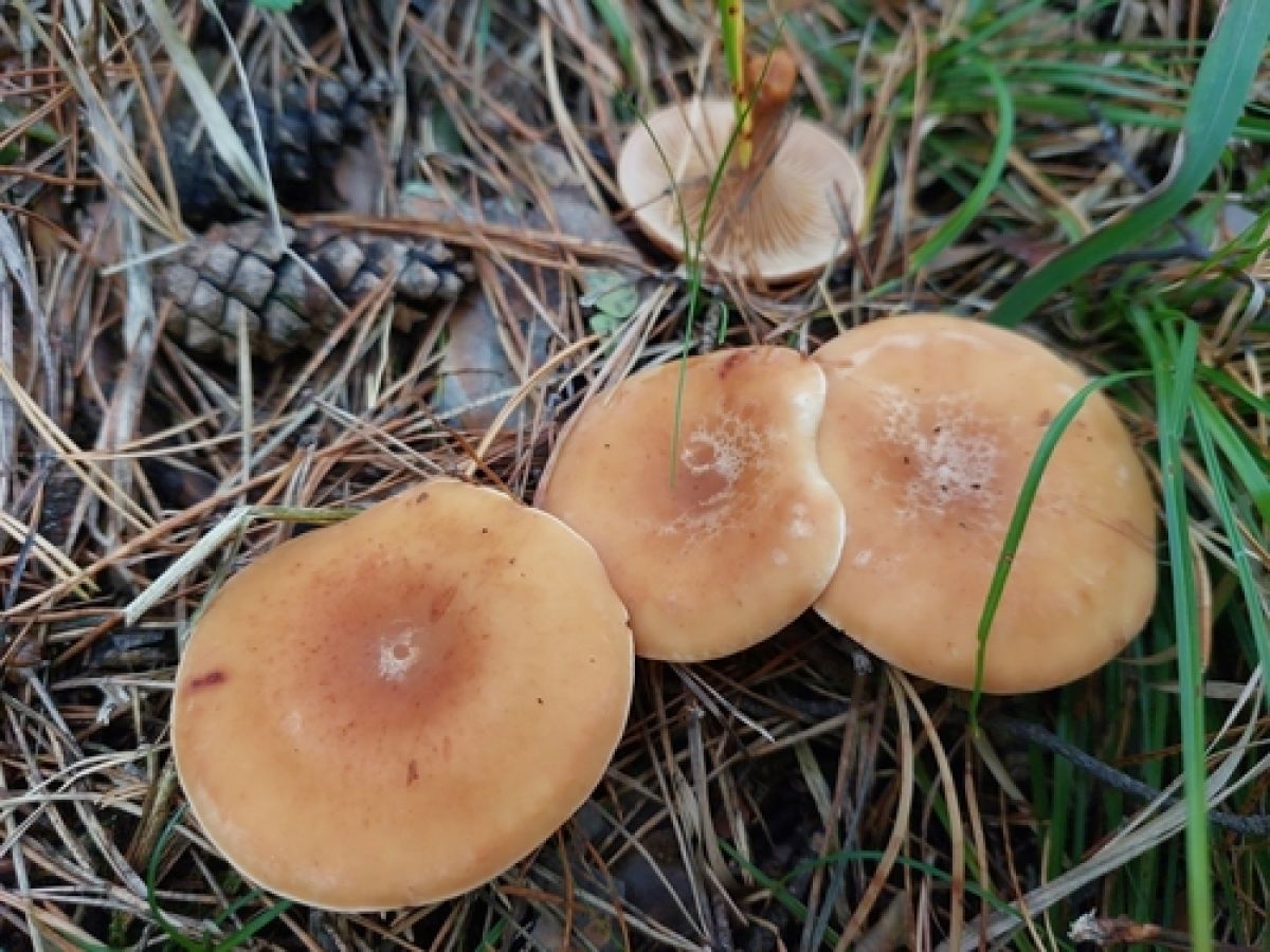 Paralepista