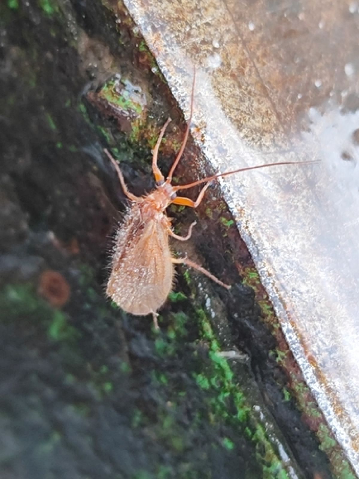 Chaetopteryx villosa