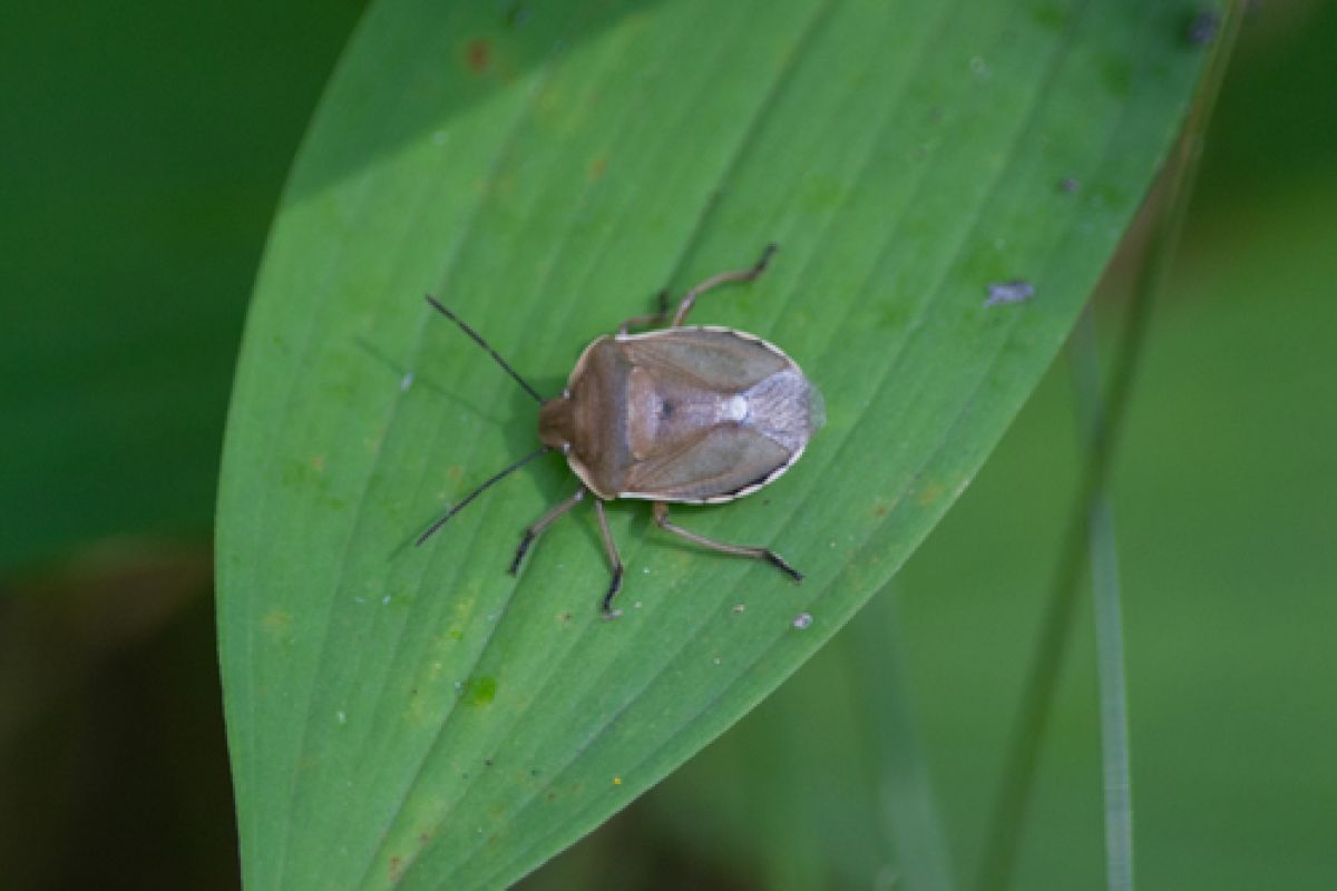 Chlorochroa