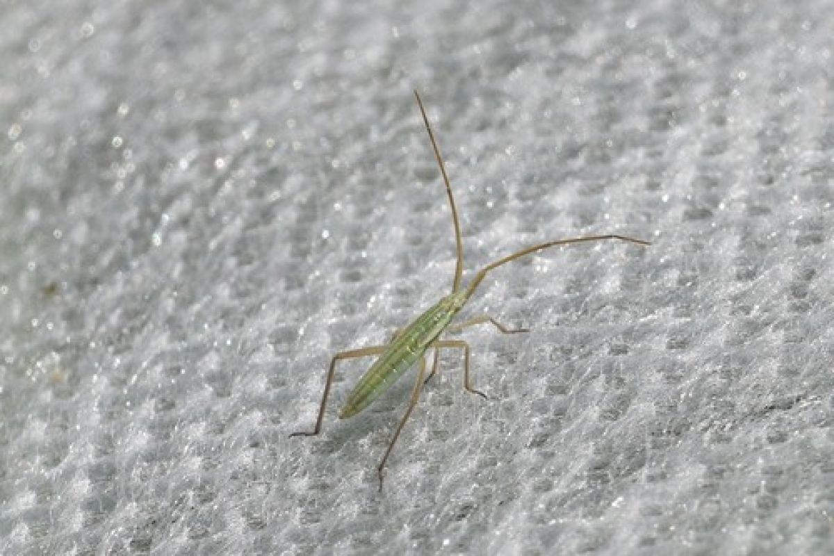 Stenodemini