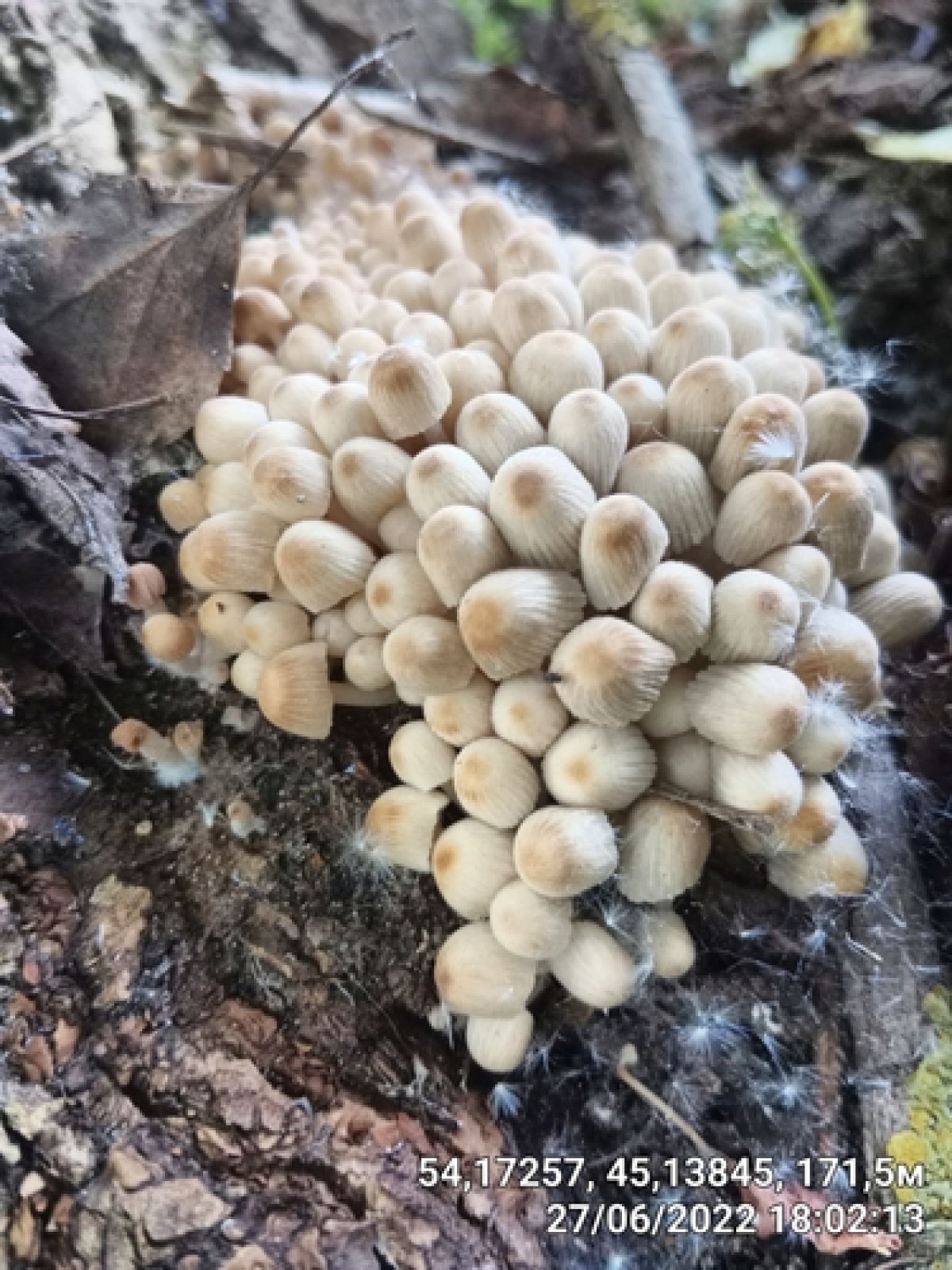 Coprinellus sect. Disseminati