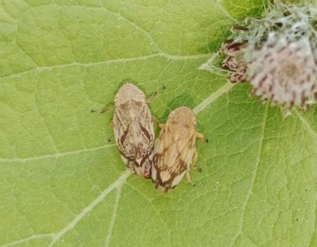 Philaenus