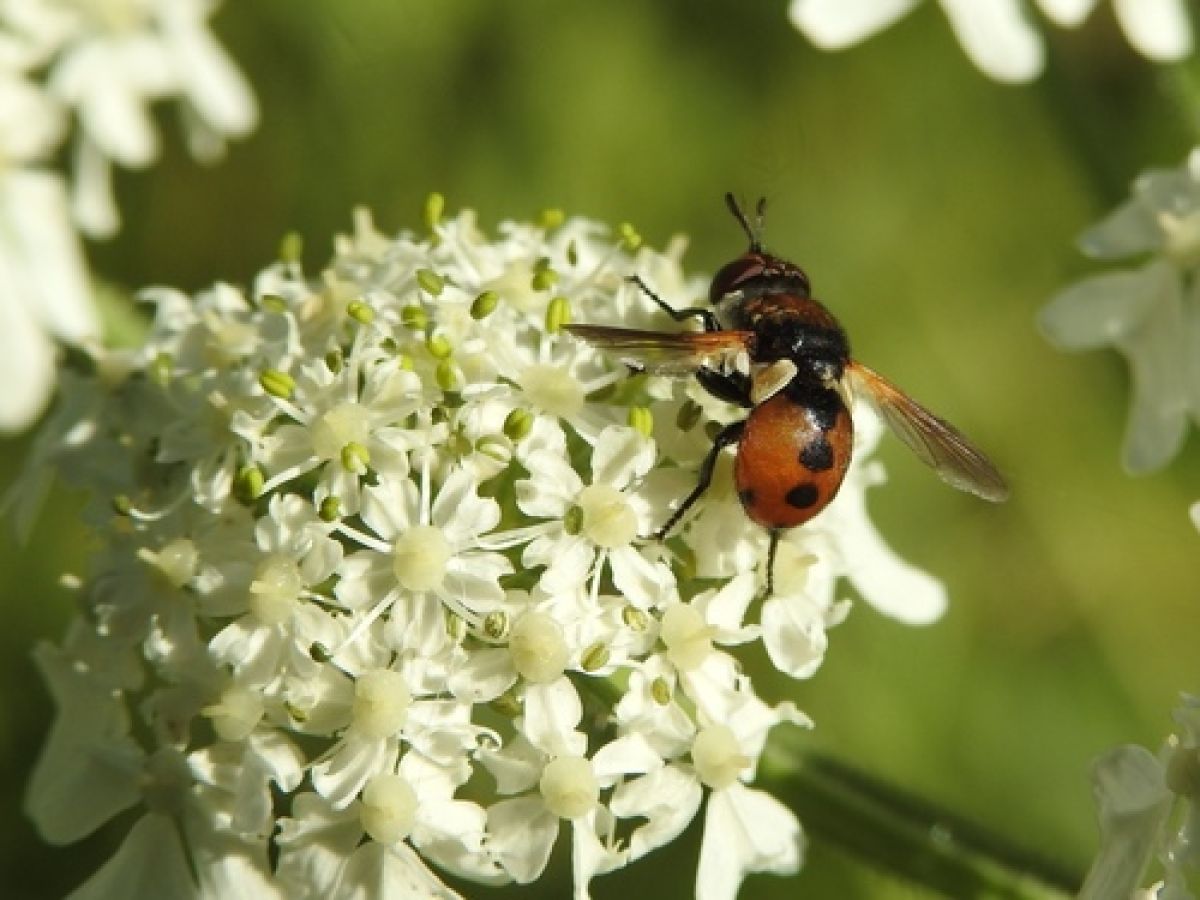 Gymnosoma