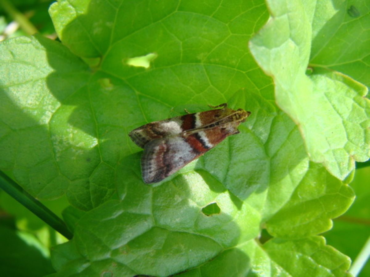 Acrobasis repandana