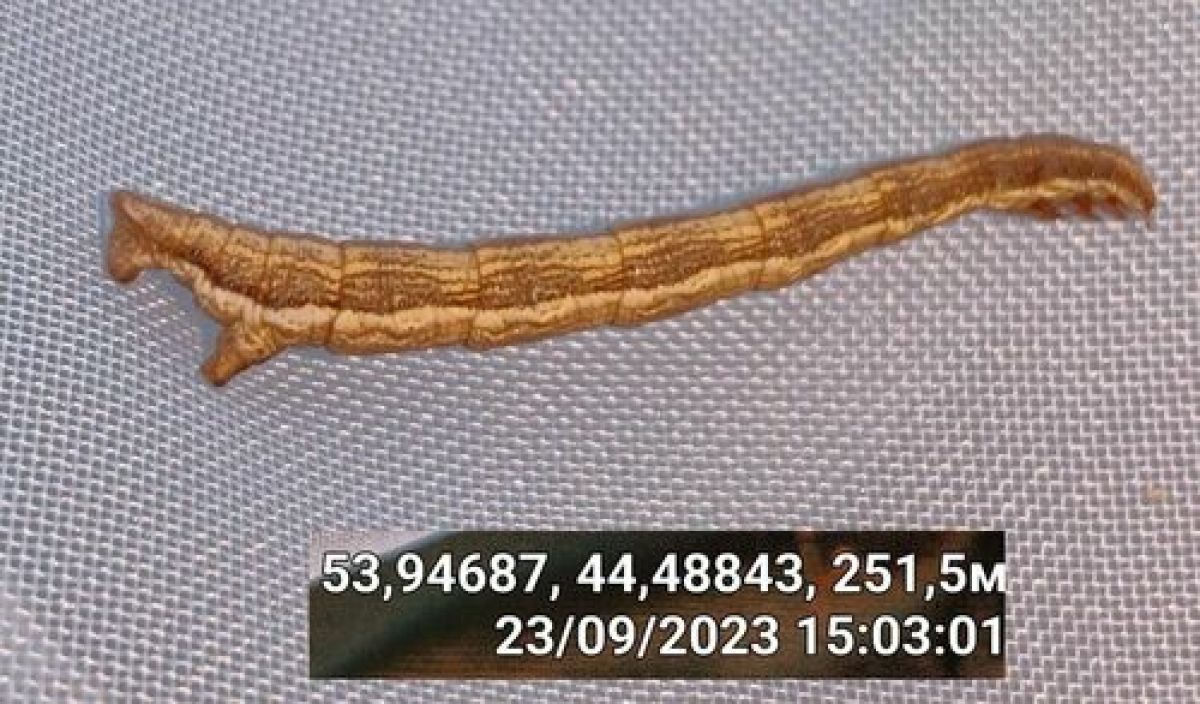 Hypoxystis