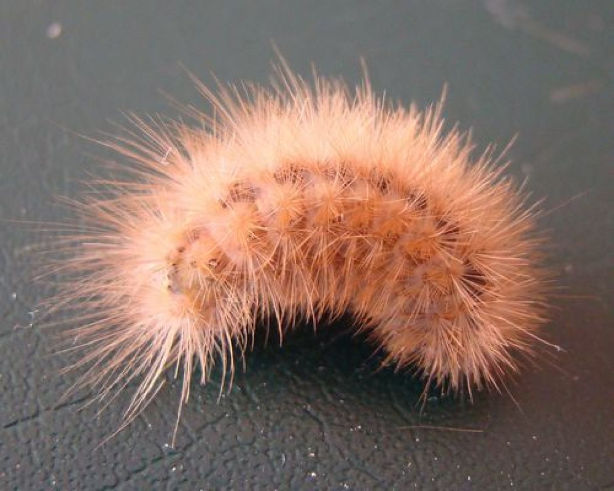 Spilosoma