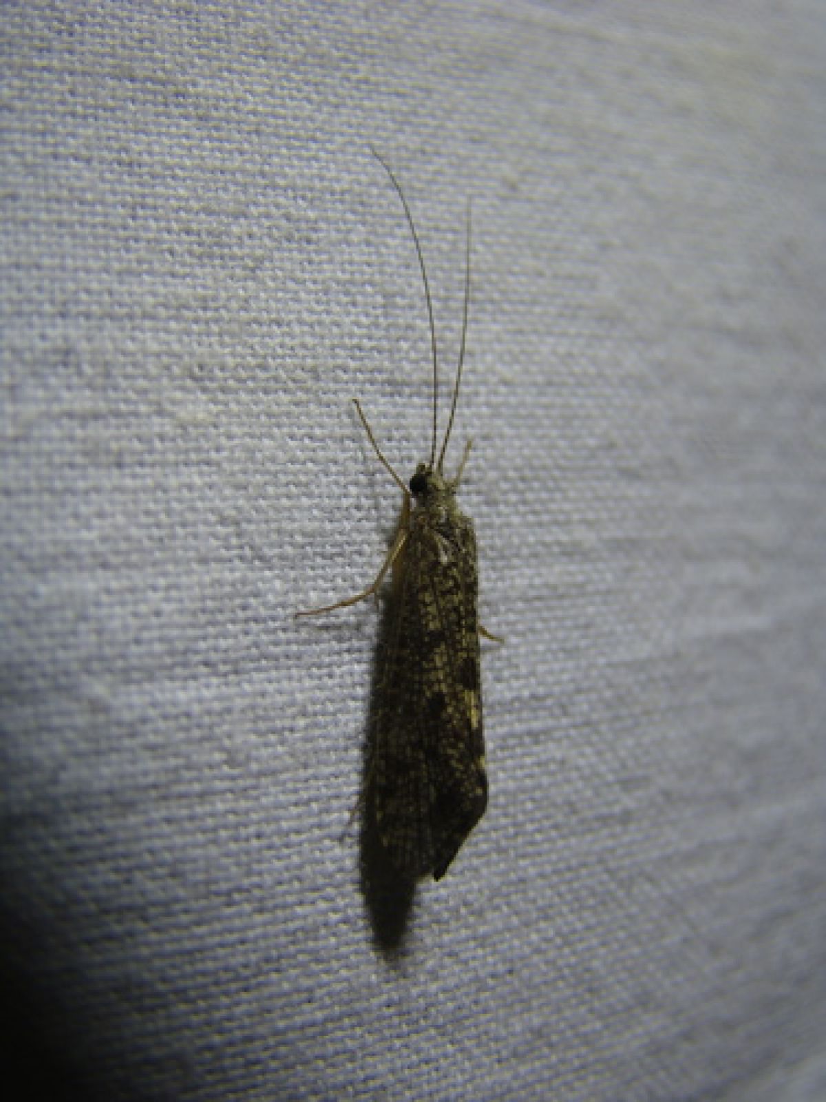 Hydropsyche