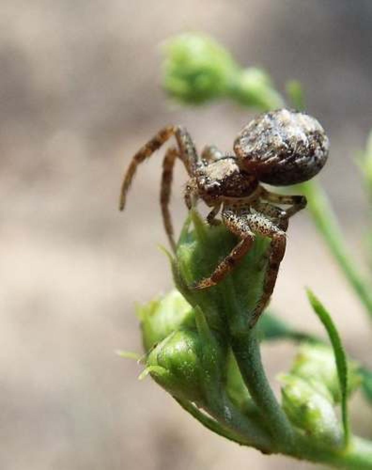 Coriarachnini