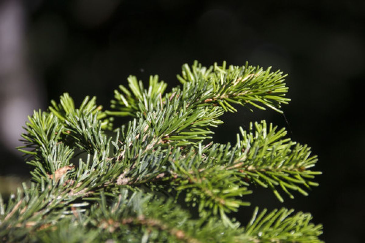observation image