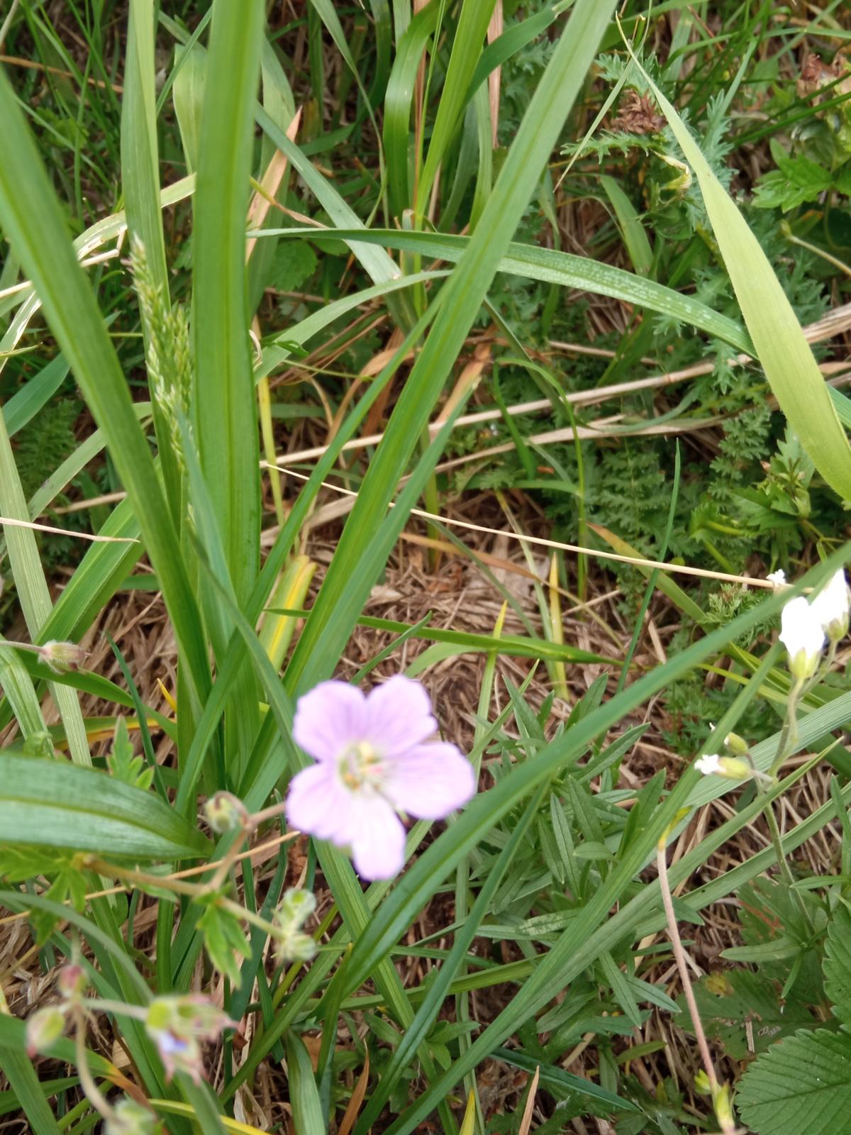 observation image