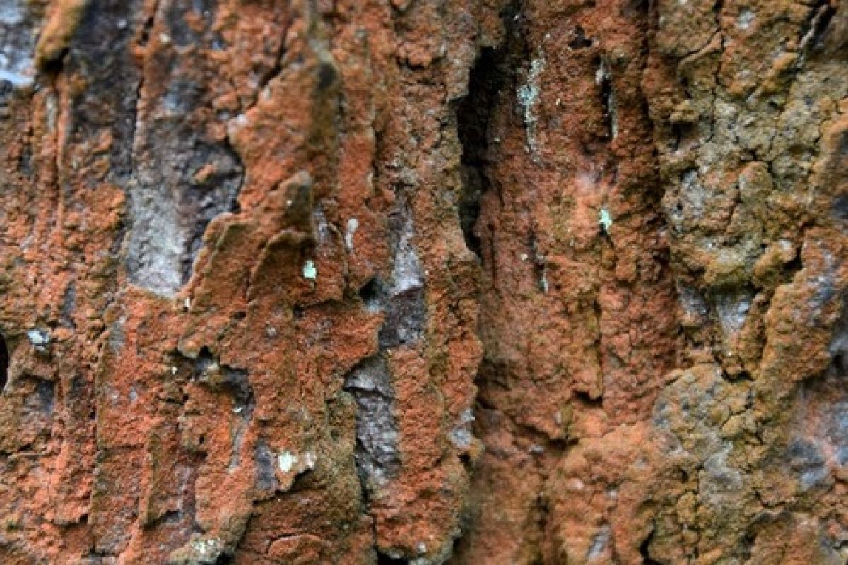 observation image