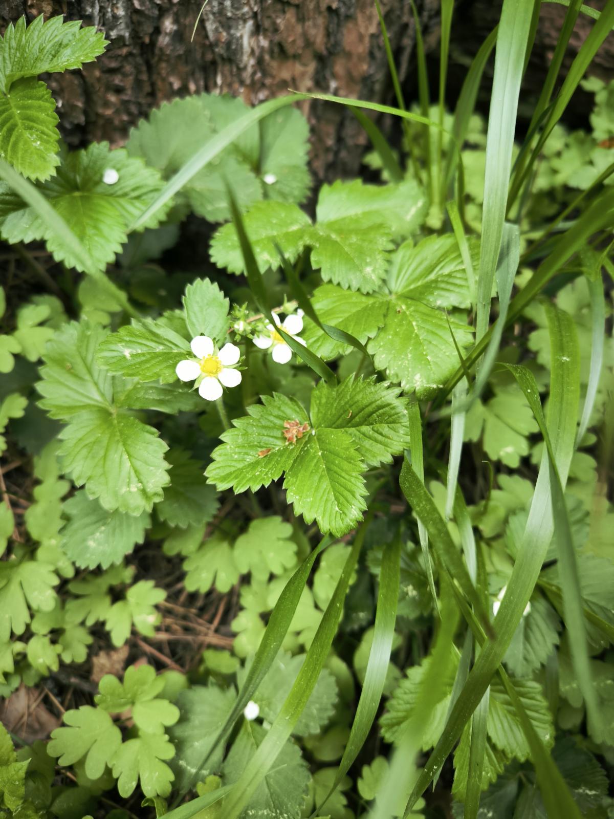 observation image