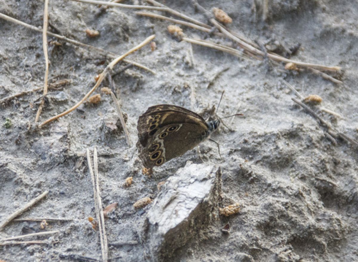 observation image
