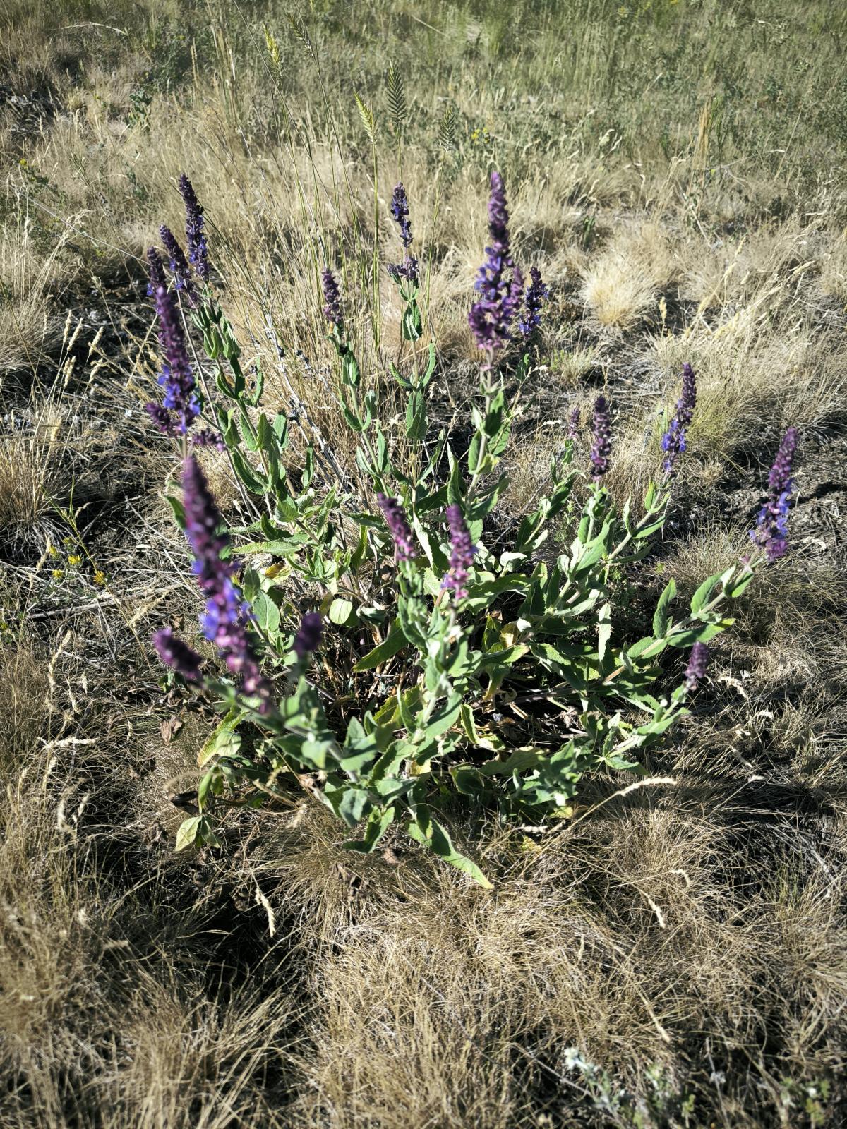 observation image