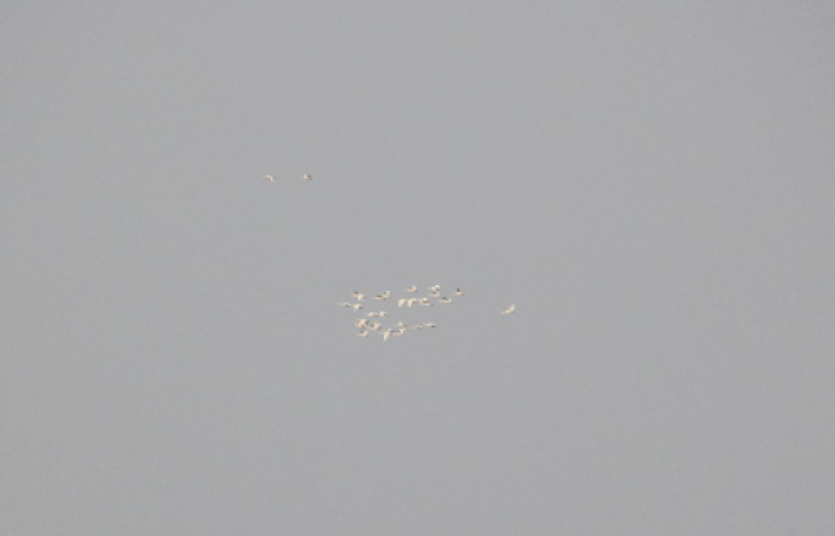observation image