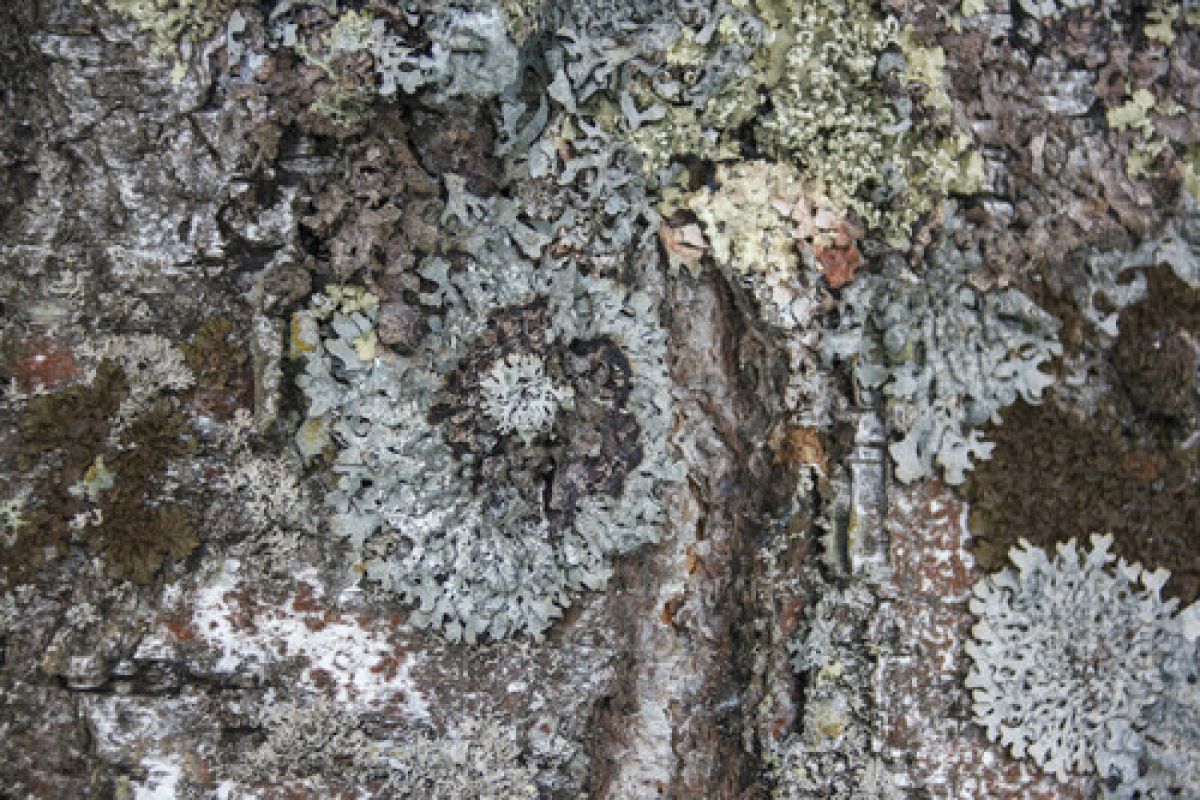 observation image