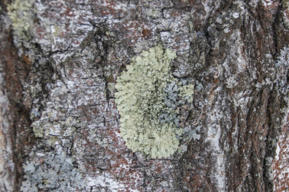 observation image