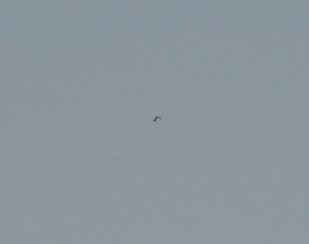 observation image