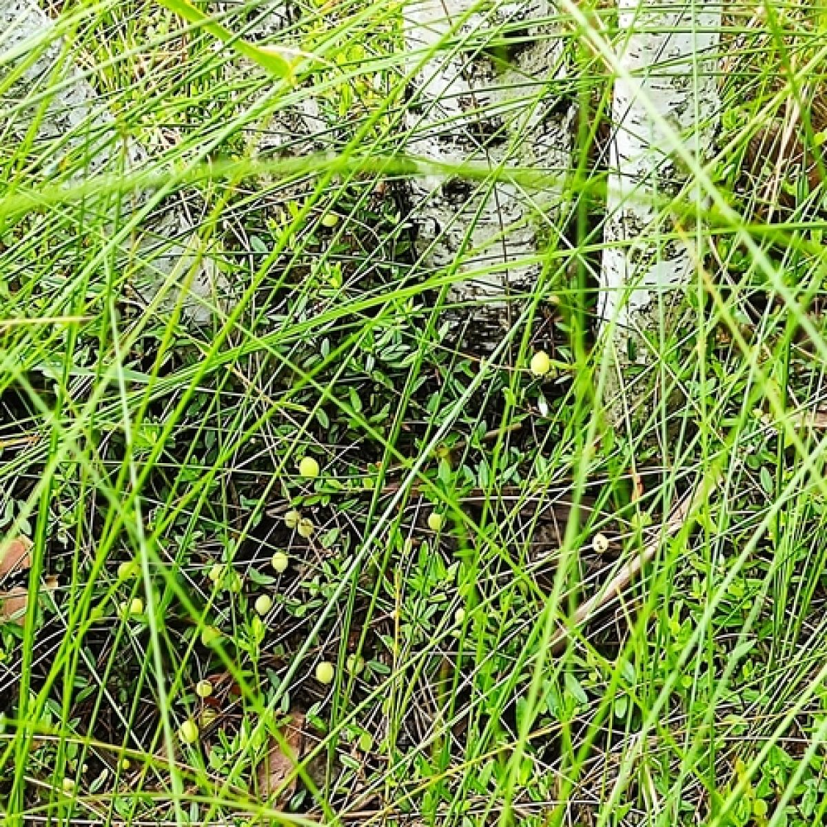 observation image