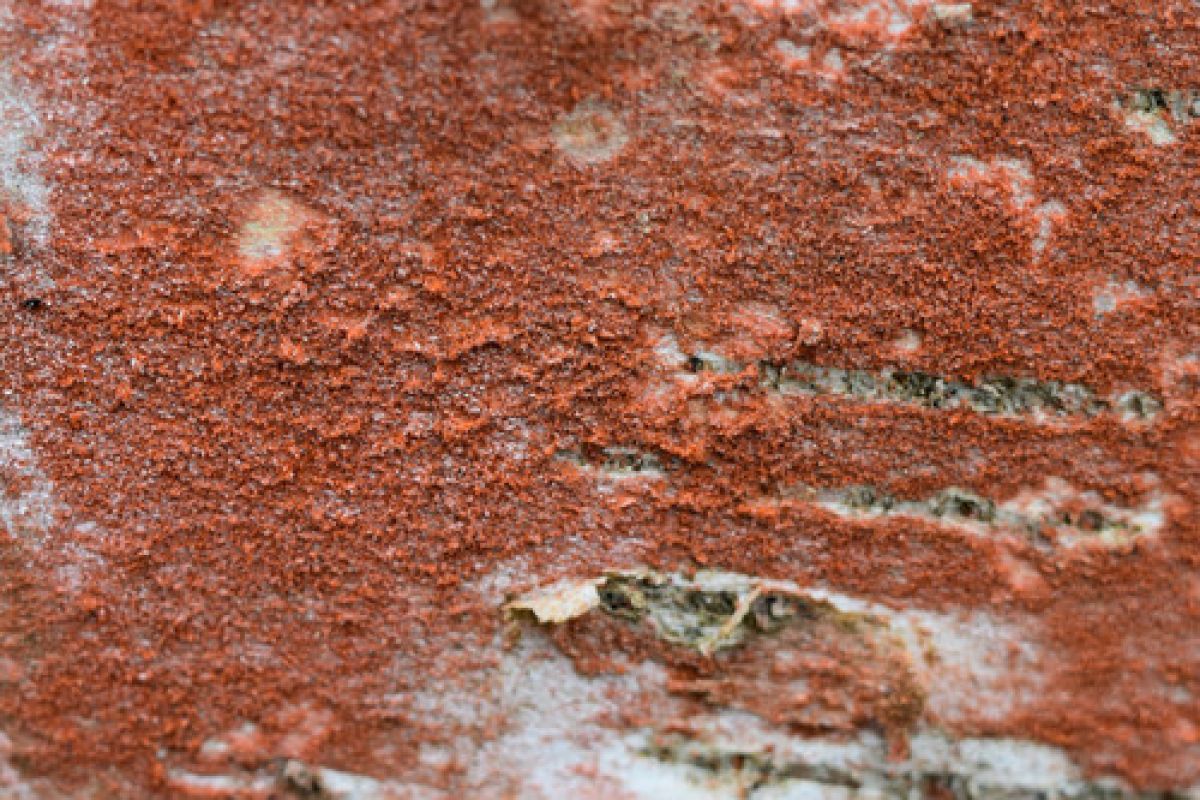observation image