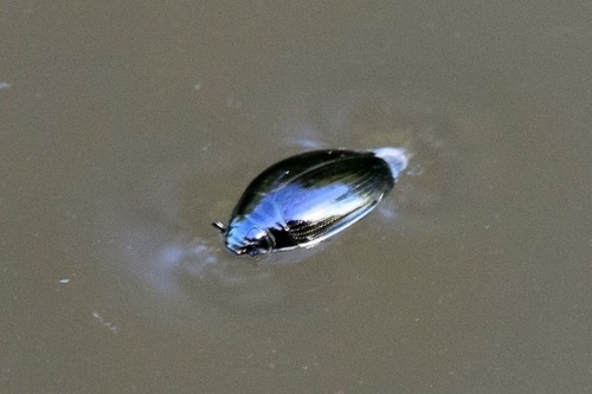 observation image