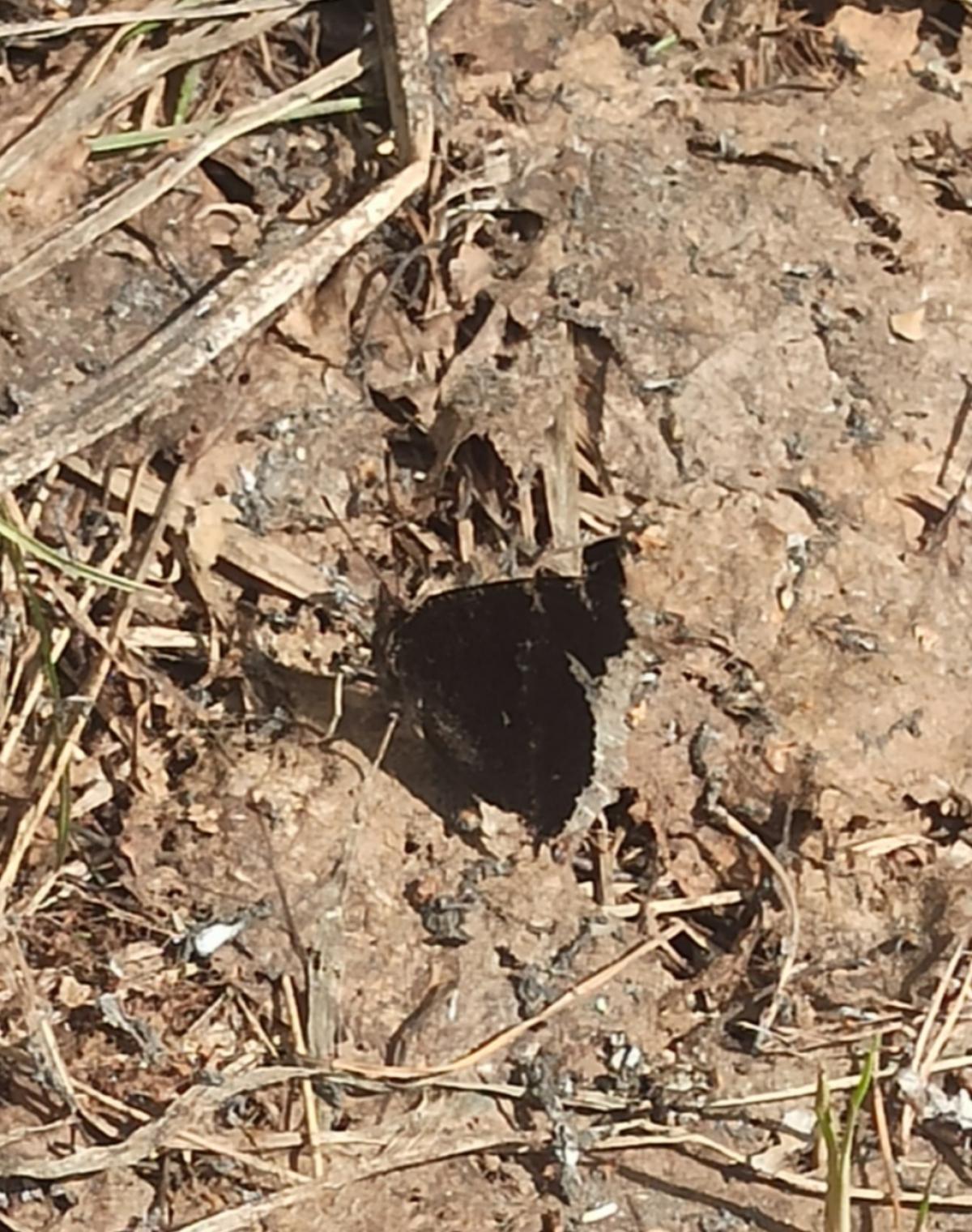 observation image